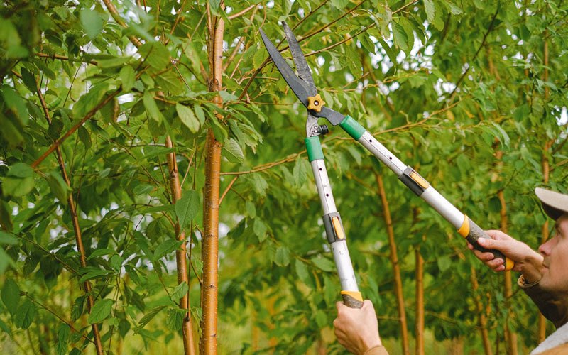 Tree trimming in Valley Bend, WV