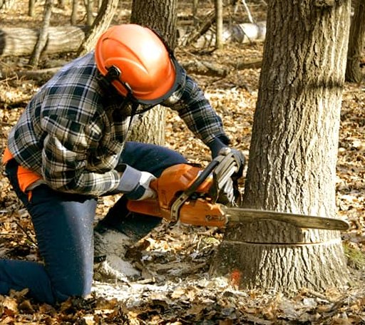 Tree Removal in Valley Bend, WV